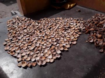 Dry coconut to make Copra 