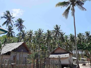 Sun-drying coconut as part of copra production