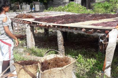 Dried seaweed is a prime commodity of coastal communities on Tanimbar Island.